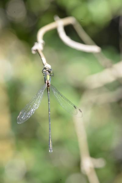 16 lestes virens vestalis odonata lestidae marais de la besseye villemoirieu 38 ix 2020 vue 4