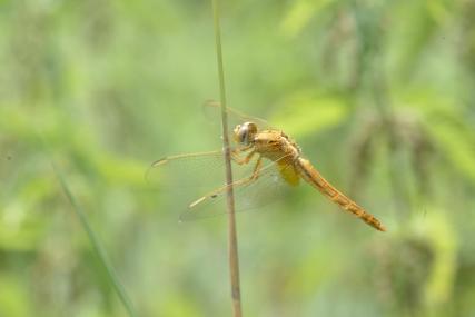 19 sympetrum fonscolombii odonata libellulidae etang de gole montcarra 38 14 vii 2020 vue 5