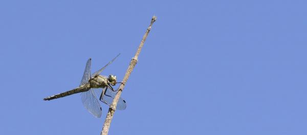 20 sympetrum meridionale odonata libellulidae lac de moras 38 ix 2020 vue 4 recadree