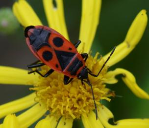 23 pyrrhocoris apterus hemiptera heteroptera pyrrhocoridae le manival st ismier 38 ix 2020 vue 3 recadree