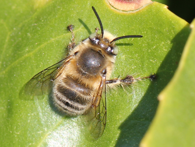 Anthophora plumipes