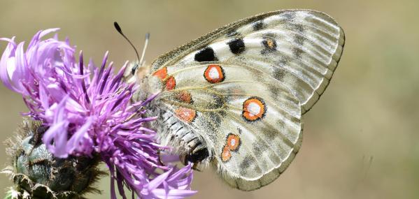 Entete parnassius apollo