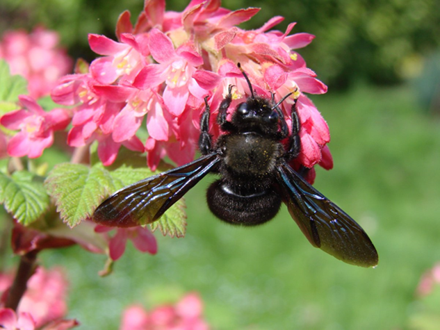 Xylocopa violaceus